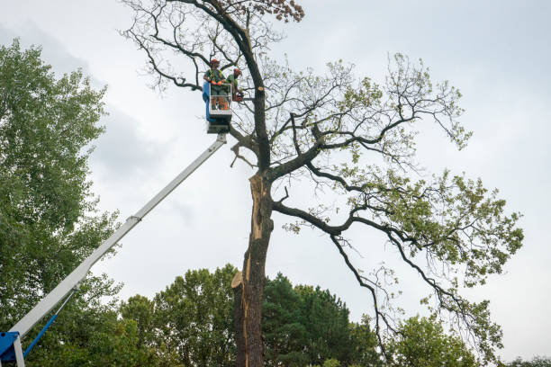 Littlefield, TX Tree Service Company